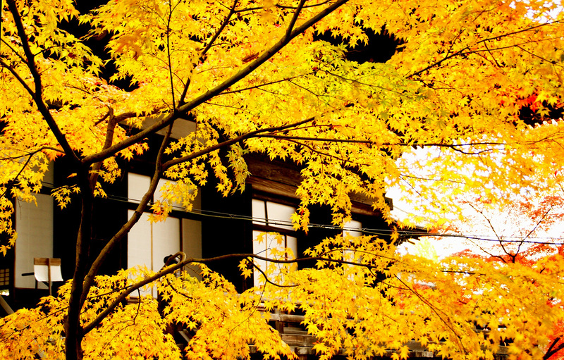 Очей очарованье