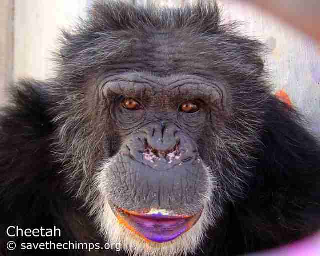 chimp cheetah rescue sanctuary paint