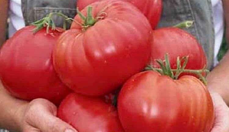 10 полезных продуктов, которые вы едите неправильно 10 полезных продуктов, которые вы едите неправильно