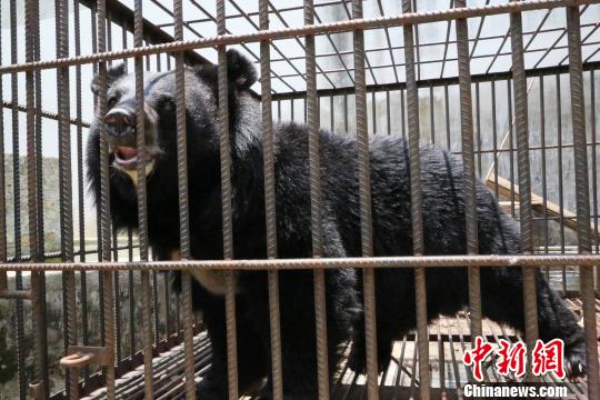 Собака-оборотень?! Китайцы купили щенка мастифа, а потом не поняли, что с ним произошло… Собака-оборотень?! Китайцы купили щенка мастифа, а потом не поняли, что с ним произошло…