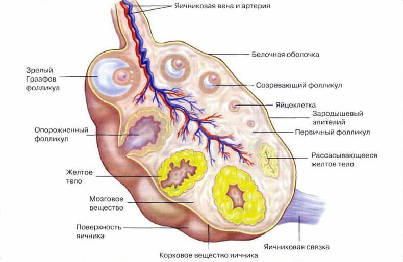 Женское ЗДОРОВЬЕ: Это НЕОБХОДИМО ЗНАТЬ ВСЕМ женщинам! Женское ЗДОРОВЬЕ: Это НЕОБХОДИМО ЗНАТЬ ВСЕМ женщинам!
