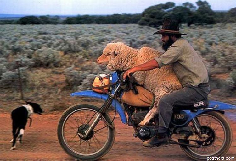 Это возможно только в Австралии
