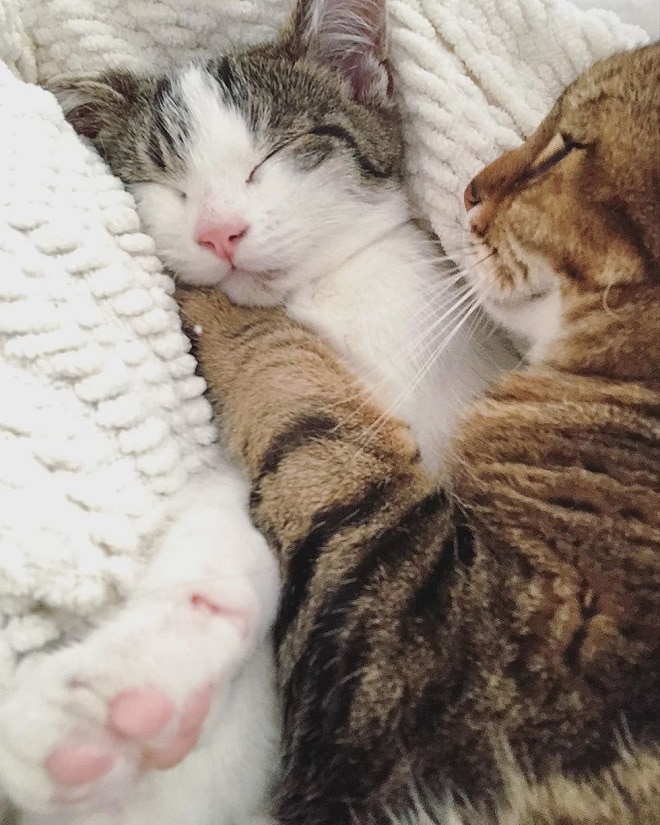 Спящие коты Коты спят