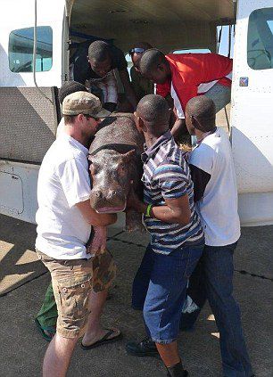 животные, дружба