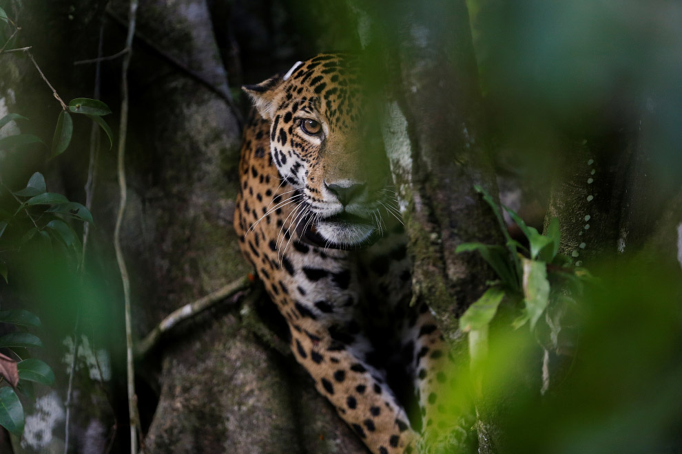 Brazil jaguars find safe haven in rainforest trees