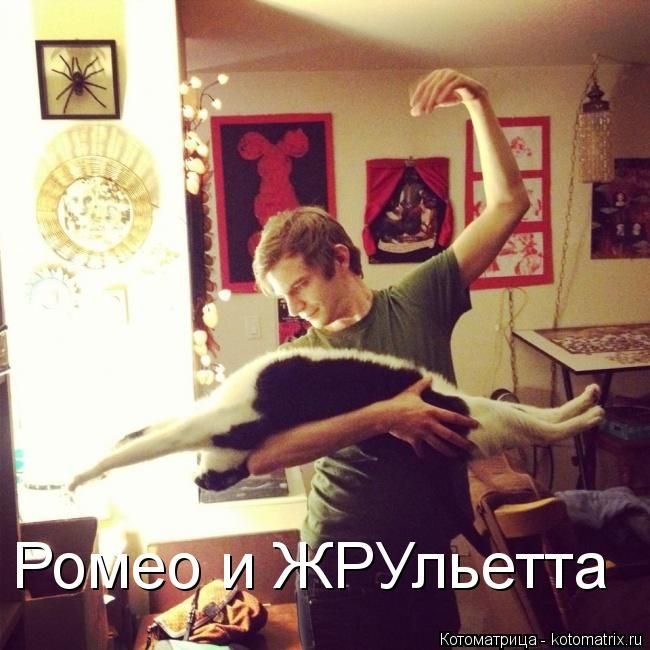 Лучшие котоматрицы недели