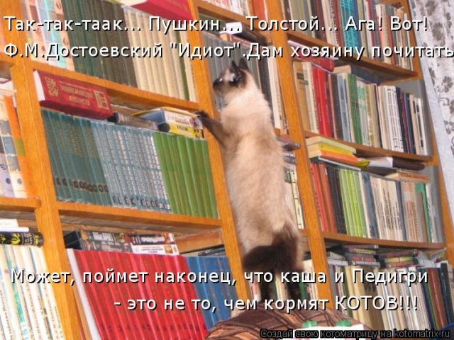 Лучшие котоматрицы недели Лучшие котоматрицы недели