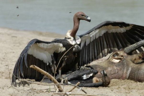 10 птиц, которых стоит избегать (10 фото)