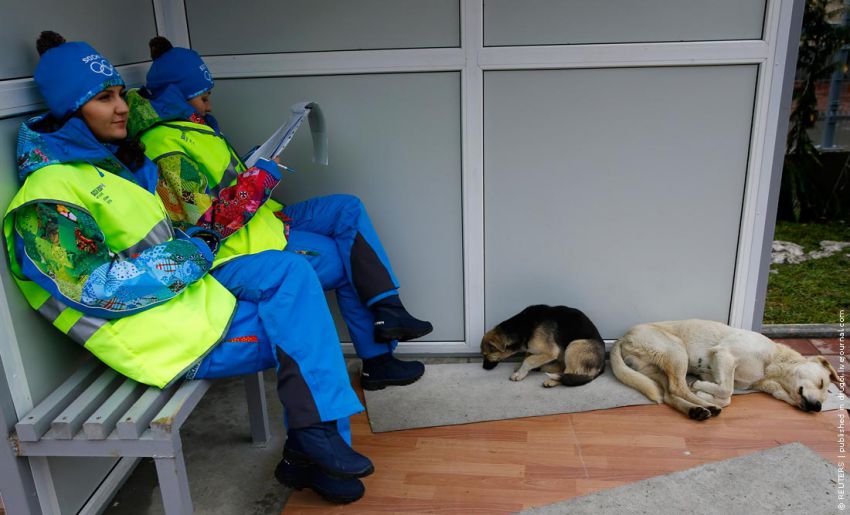 сочи, олимпиада, спорт