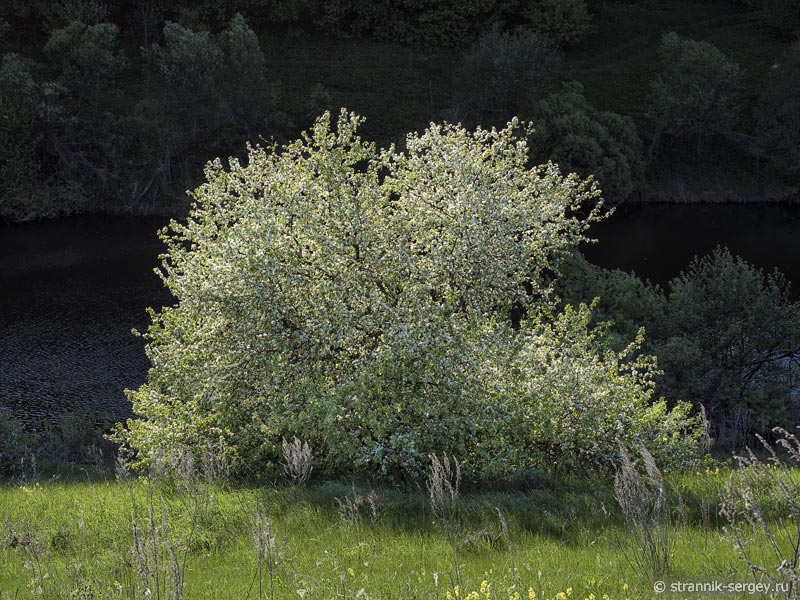 В краю цветущих диких яблонь