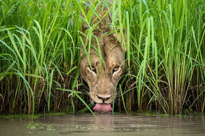 Лучшие снимки дикой природы - 2018 Wildlife Photographer of the Year, дикая природа, животные, красота, снимки-победители, фото, фотография, фотоконкурс