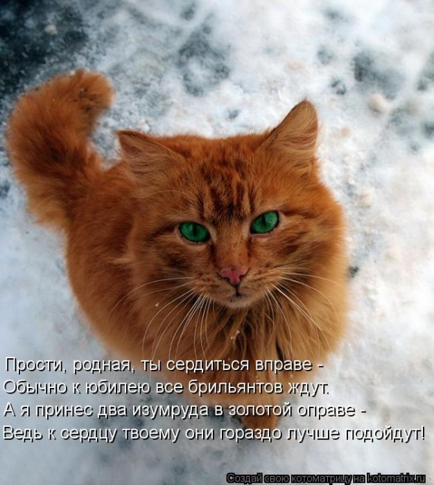 Лучшие котоматрицы недели (50 фото)