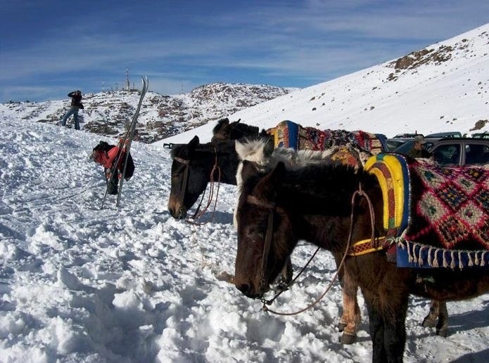 Местные ослики. /Фото: skipass.com 