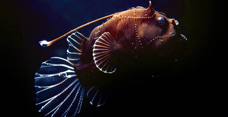 Рыбы биолюминесценция, животные, насекомые, свет, свечение