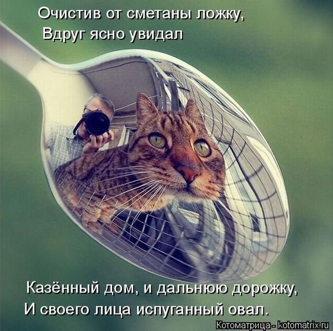 Котейки, собаки и один конь желают всем хорошего настроения!