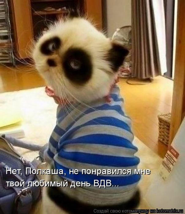 Лучшие котоматрицы недели (50 фото)