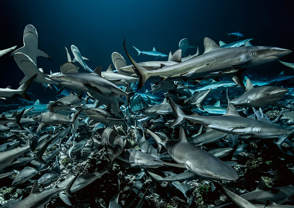 Shark Feeding Frenzy