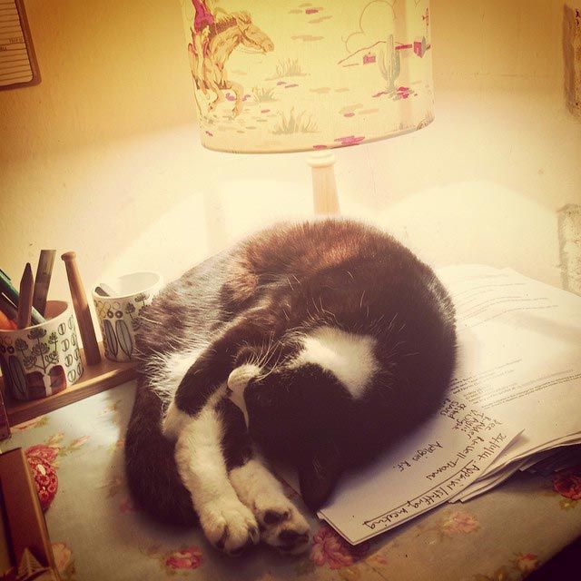 25 кошек, которые спят где угодно, кроме ваших коленей кошки спят, кошки спят в необычных местах