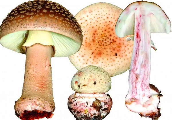 Amanita rubescens. Фото Яндекс Картинки..