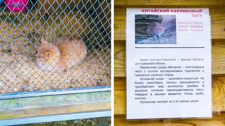 Мастера перевоплощения!)) Мастера перевоплощения!))