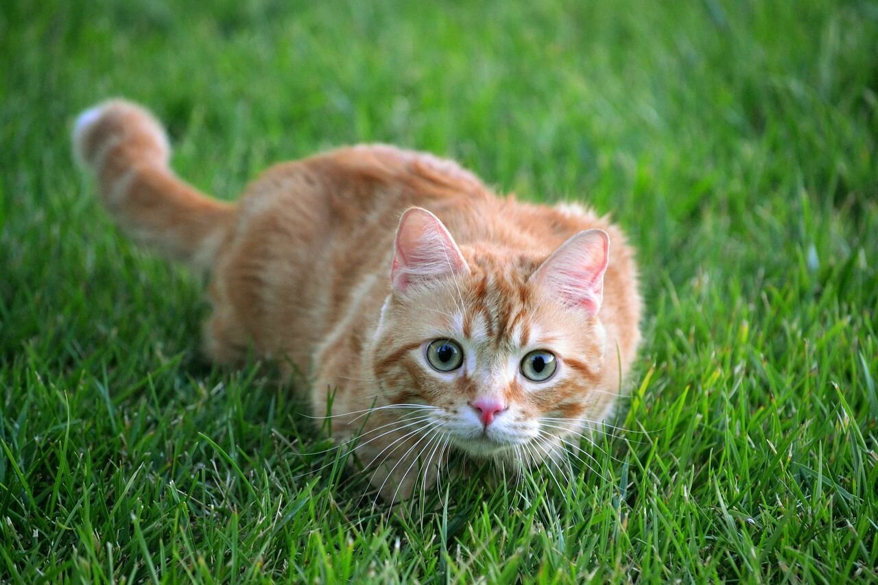 Вредные привычки кошек, которые мы воспитываем сами