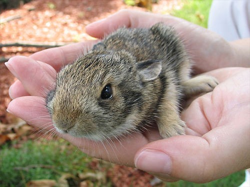 Крольчата (18 фото)