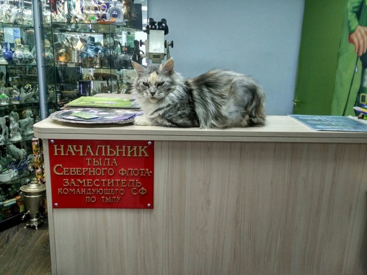 Мастера перевоплощения!)) Мастера перевоплощения!))