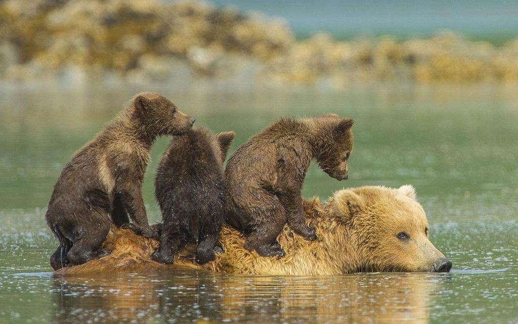 Живая Планета в фотографиях