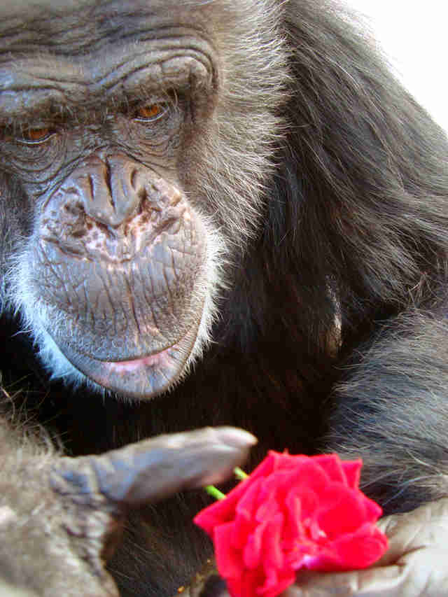 chimp cheetah sanctuary paint