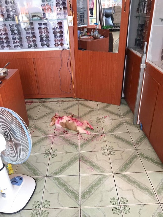 Спящий щенок Щенок на полу