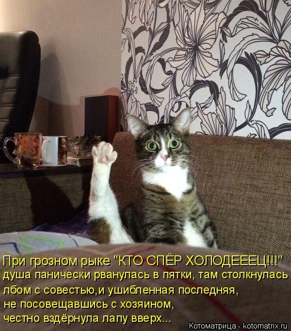 Лучшие котоматрицы недели