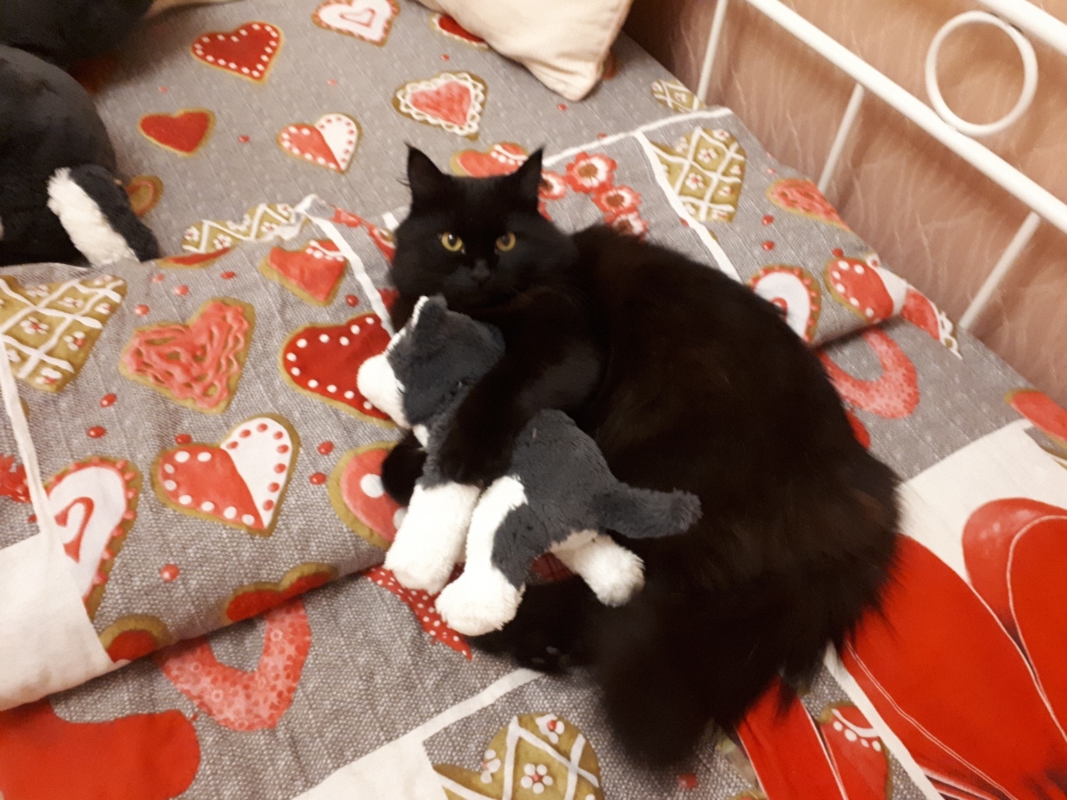 девушка приютила котенка черный кот