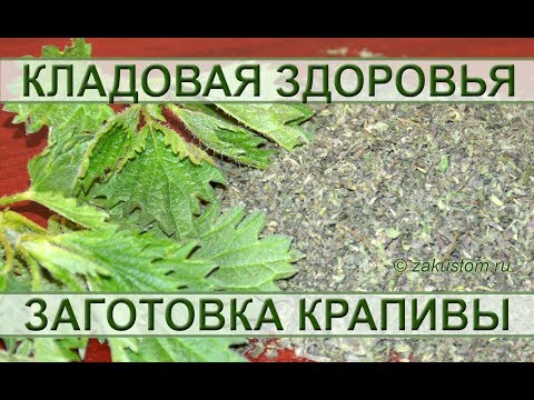 Молодая майская крапива - сбор и заготовка Молодая майская крапива - сбор и заготовка