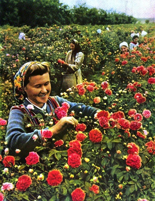 Собирательница лепестков эфиромасличного совхоза-завода «Крымская роза» за работой. Собирательница лепестков эфиромасличного совхоза-завода «Крымская роза» за работой.