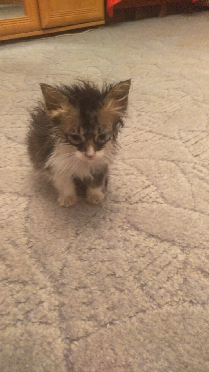 котята нашли дом котенок в доме
