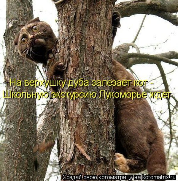 Лучшие котоматрицы за прошедшую неделю)) Лучшие котоматрицы за прошедшую неделю))