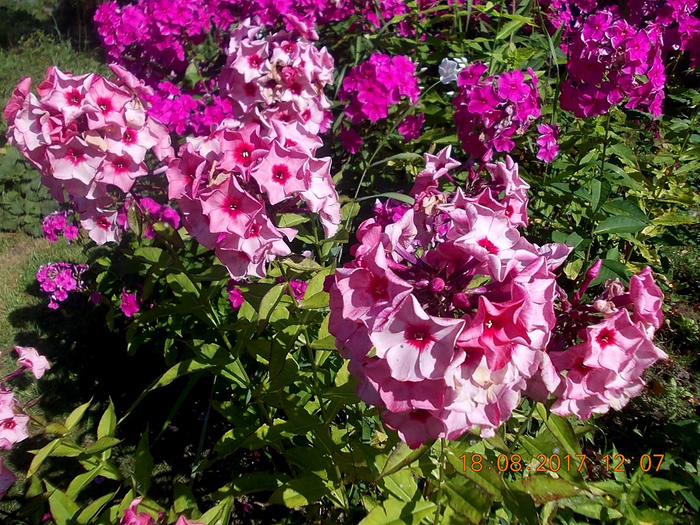 цветы_флоксы3 (700x525, 584Kb)