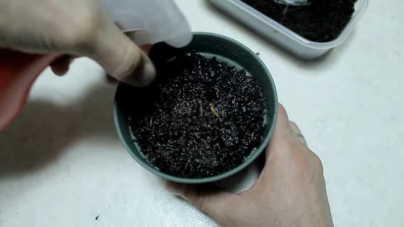Положите грецкий орех в бутылку и удивитесь результату