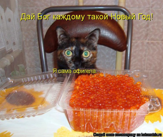 Котоматрицы новогодние великолепные, каждая с кусочком тепла, позитива и улыбкой!