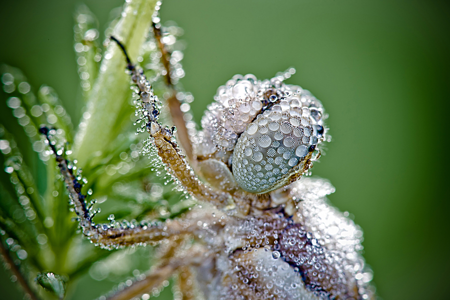 NewPix.ru - Насекомые в каплях росы от Давида Шамбона (David Chambon)