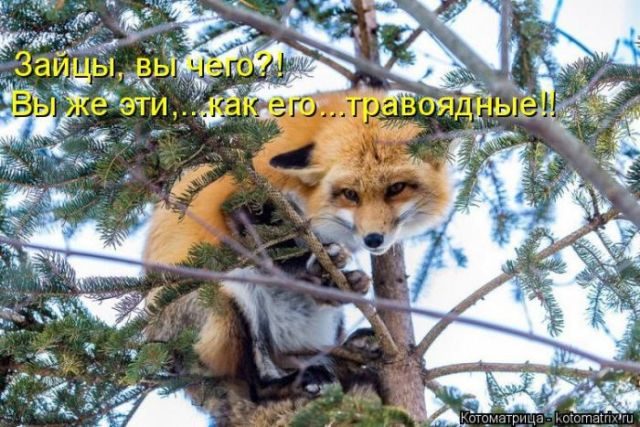 Лучшие котоматрицы за прошедшую неделю)) Лучшие котоматрицы за прошедшую неделю))
