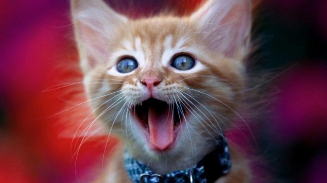 котенок мяукает кот мяукает