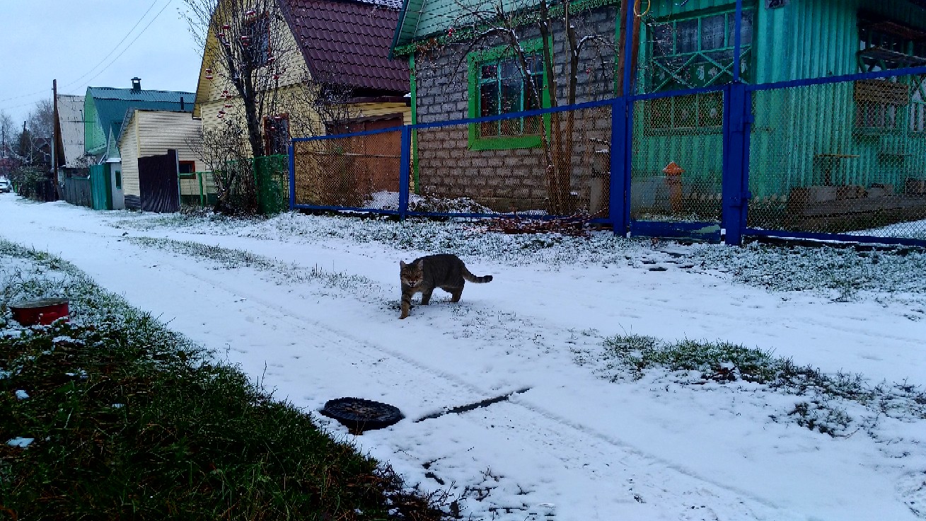 помощь коту кот на даче