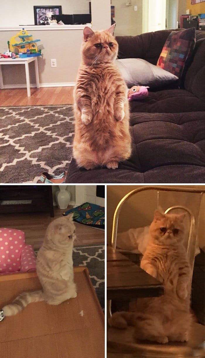 Коты, застигнутые врасплох Коты, застигнутые врасплох