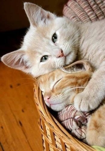 Что за чудо эти кошки! Что за чудо эти кошки!
