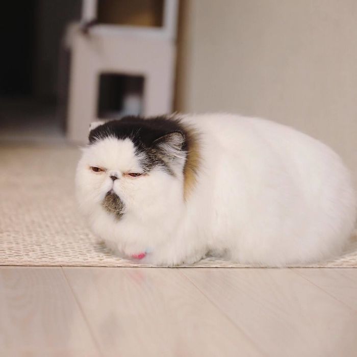 8 милых фото кота Зуу, который похож на недовольный шарик