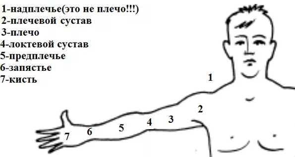 Как подтянуть обвисшие руки? Красивая форма без пластики!