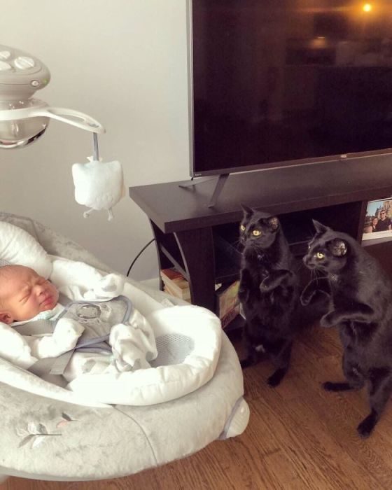 Очаровательные котейки Очаровательные котейки