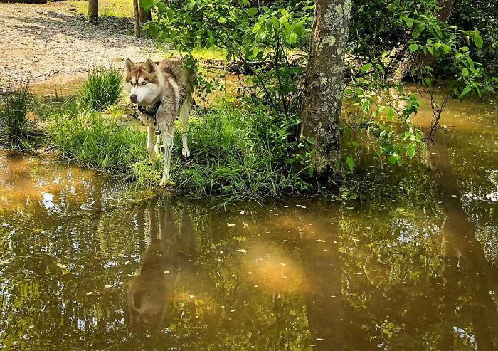 Героический хаски находит в лесу коробку, полную котят и становится их новой мамой хаски баннер, хаски спасла котят
