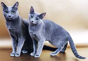 http://www.catgallery.ru/info/cats/blue-cats.jpg